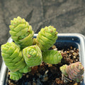 Crassula columella