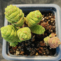 Crassula columella