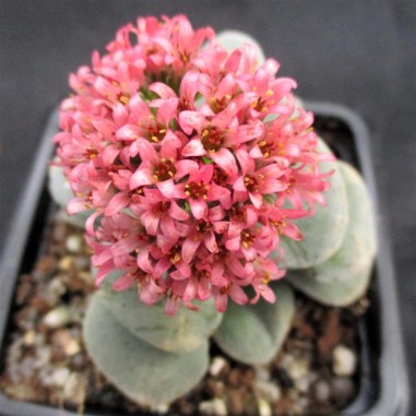 Crassula cv. Morgan's Beauty