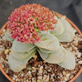Crassula cv. Morgan's Beauty