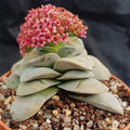 Crassula cv. Morgan's Beauty