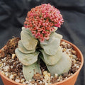 Crassula cv. Morgan's Beauty