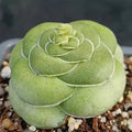 Crassula hemisphaerica