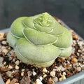 Crassula hemisphaerica