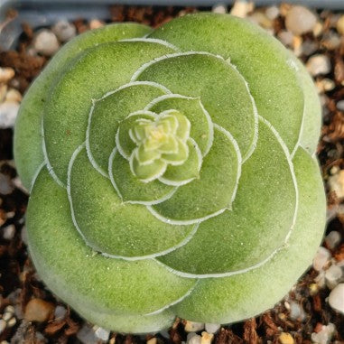 Crassula hemisphaerica