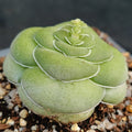 Crassula hemisphaerica