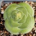 Crassula hemisphaerica