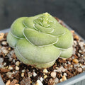 Crassula hemisphaerica