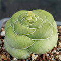 Crassula hemisphaerica
