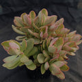 Crassula money maker variegata