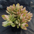 Crassula money maker variegata