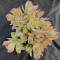 Crassula money maker variegata