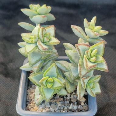 Crassula perforata f. VARIEGATA