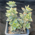 Crassula perforata f. VARIEGATA