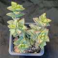 Crassula perforata f. VARIEGATA