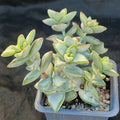 Crassula perforata f. VARIEGATA