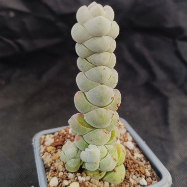Crassula plegmatoides