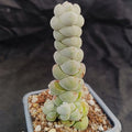 Crassula plegmatoides