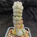 Crassula plegmatoides