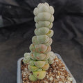 Crassula plegmatoides