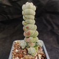 Crassula plegmatoides