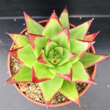 Echeveria agavoides ‘Red Edge’