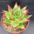 Echeveria agavoides ‘Red Edge’