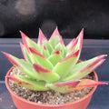 Echeveria agavoides ‘Red Edge’
