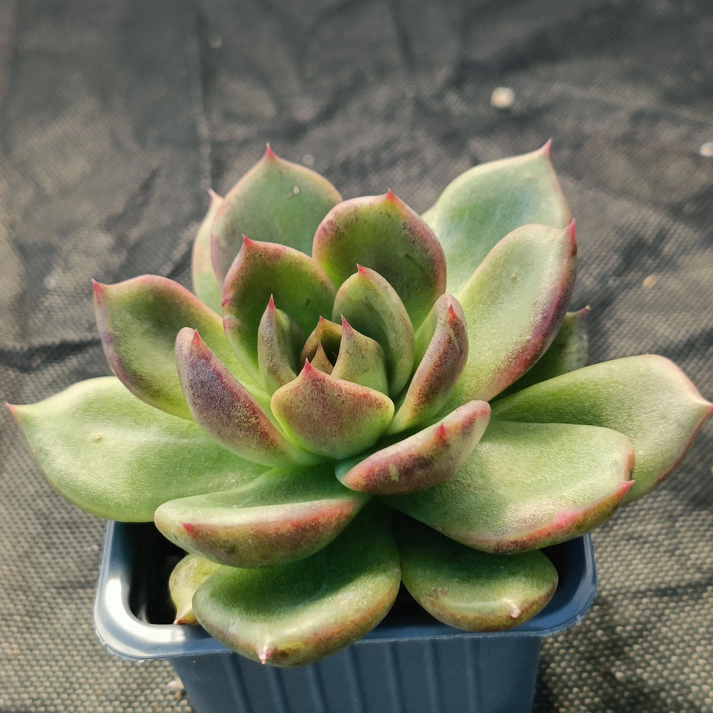 Echeveria blackrose