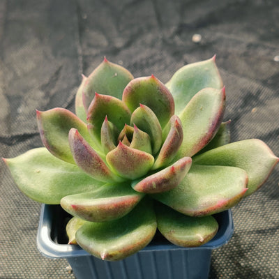 Echeveria blackrose