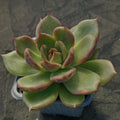 Echeveria blackrose