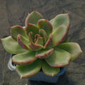 Echeveria blackrose