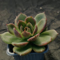 Echeveria blackrose