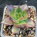 Echeveria blackrose