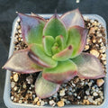 Echeveria blackrose