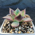 Echeveria blackrose