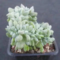 Echeveria cubic frost cristata