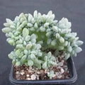 Echeveria cubic frost cristata