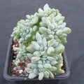 Echeveria cubic frost cristata