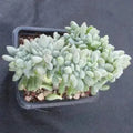 Echeveria cubic frost cristata