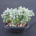 Echeveria cubic frost cristata
