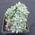 Echeveria cubic frost cristata