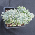 Echeveria cubic frost cristata