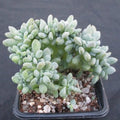 Echeveria cubic frost cristata