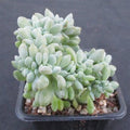Echeveria cubic frost cristata