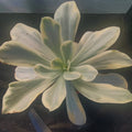 Echeveria CV.MOON RIVER