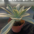 Echeveria CV.MOON RIVER
