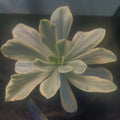 Echeveria CV.MOON RIVER