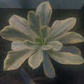 Echeveria CV.MOON RIVER