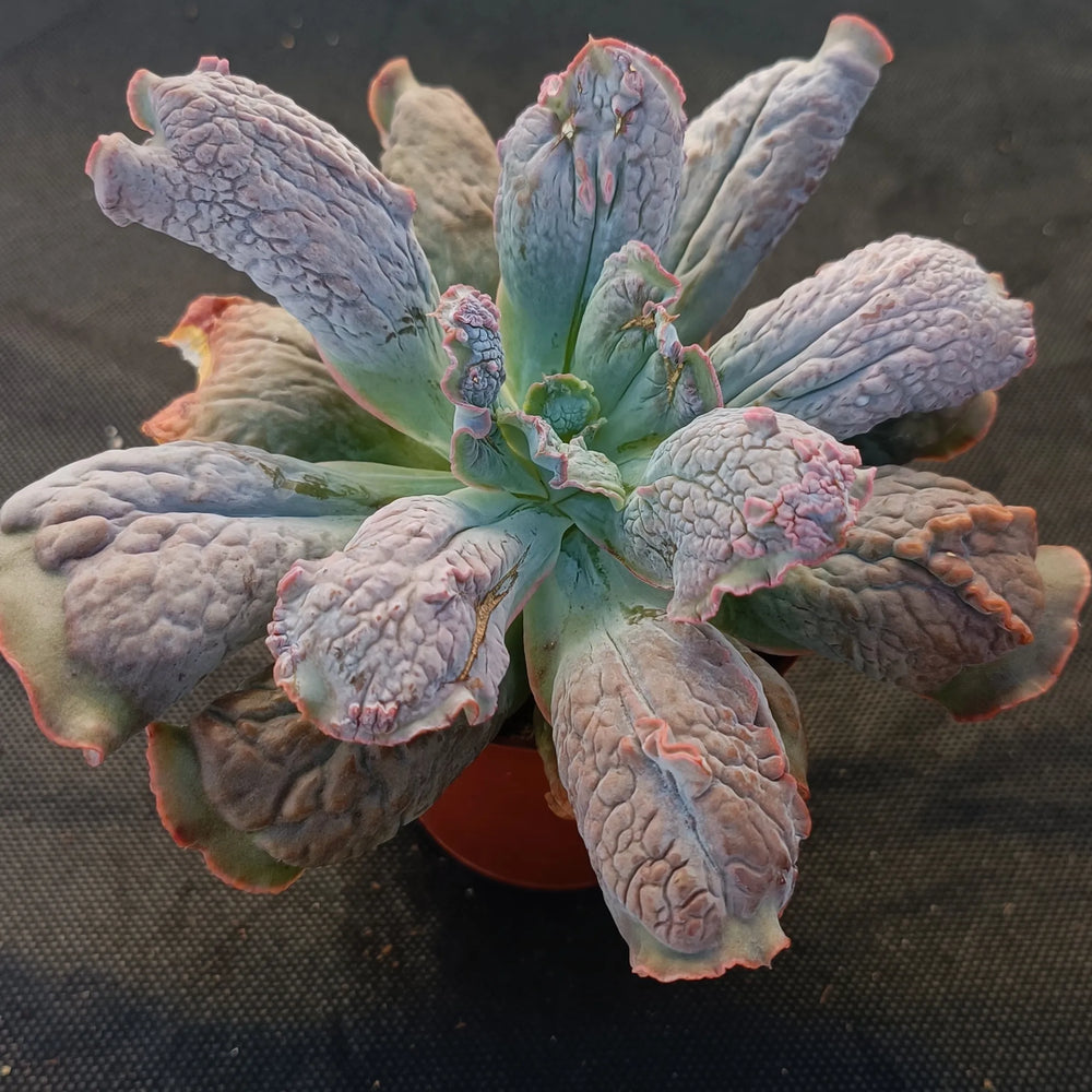 Echeveria linguas